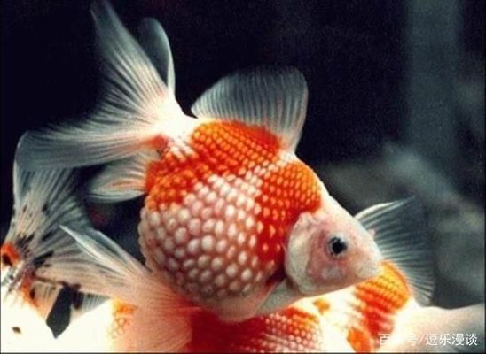 龍魚吃什么發色最好看vs祥龍魚場：如何通過食物來影響龍魚的發色