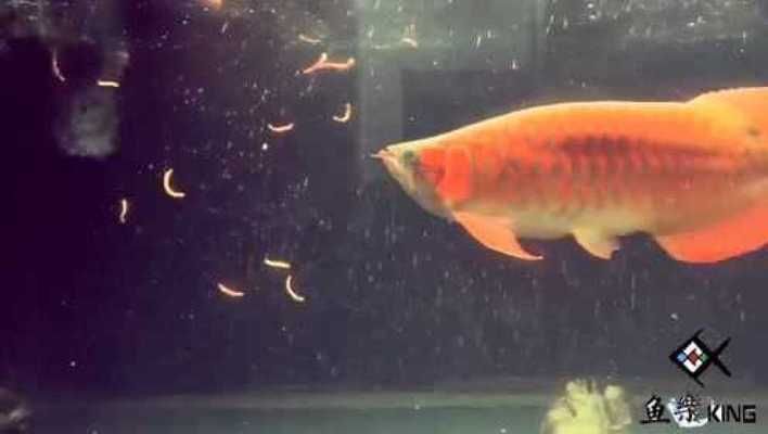 龍魚吃什么發色最好看vs祥龍魚場：如何通過食物來影響龍魚的發色