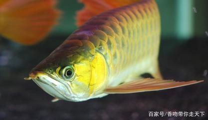 龍魚吃什么發色最好看vs祥龍魚場：如何通過食物來影響龍魚的發色