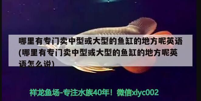 魚缸過濾器選購指南:自制魚缸過濾器魚缸上置過濾器對于養魚愛好者的必備知識 哪里有專門賣中型或大型的魚缸的地方呢英語(哪里有專門賣中型或大型的魚缸的地方呢英語怎么說) 錦鯉魚百科 哪里有專門賣中型或大型的魚缸的地方呢英語(哪里有專門賣中型或大型的魚缸的地方呢英語怎么說) 哪里有專門賣中型或大型的魚缸的地方呢英語(哪里有專門賣中型或大型的魚缸的地方呢英語怎么說) 錦鯉魚百科