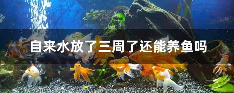 本溪市明山區魚樂圈水族店