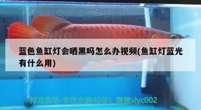 藍(lán)色魚(yú)缸燈會(huì)曬黑嗎怎么辦視頻(魚(yú)缸燈藍(lán)光有什么用)