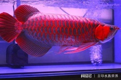 什么紅龍魚發色好：紅龍魚發色好的品種及其發色細節