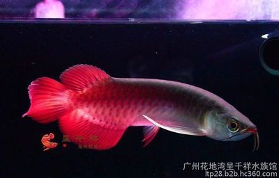 什么紅龍魚發色好：紅龍魚發色好的品種及其發色細節