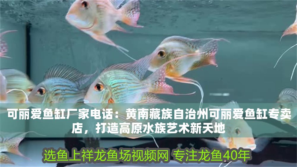可麗愛魚缸廠家電話：黃南藏族自治州可麗愛魚缸專賣店，打造高原水族藝術新天地