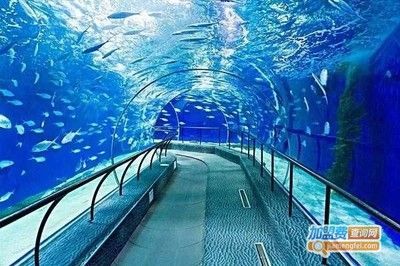 品牌水族館加盟排行：2018水族館加盟品牌排行榜 品牌水族館加盟排行：2018水族館加盟品牌排行榜 水族館百科（水族館加盟） 第1張