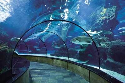 品牌水族館加盟排行：2018水族館加盟品牌排行榜 品牌水族館加盟排行：2018水族館加盟品牌排行榜 水族館百科（水族館加盟） 第4張