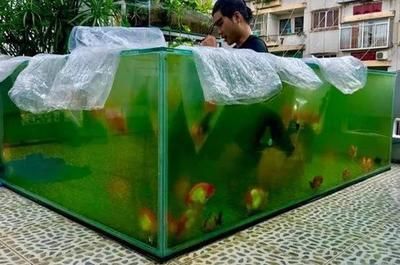 大魚缸里適合養什么魚（大魚缸養護秘籍） 大魚缸里適合養什么魚（大魚缸養護秘籍） 老魚匠 第4張