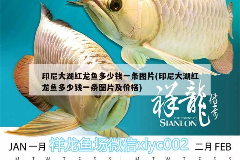 印尼大湖紅龍魚多少錢一條圖片(印尼大湖紅龍魚多少錢一條圖片及價格)