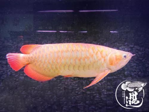 大湖魚紅龍血統怎么樣？：大湖紅龍魚的血統優勢在于原始基因完整性和獨特體型表現