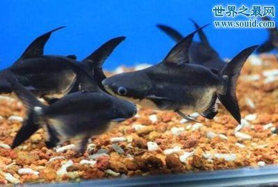 觀賞魚鯊魚種類視頻（觀賞魚中的“鯊魚”）
