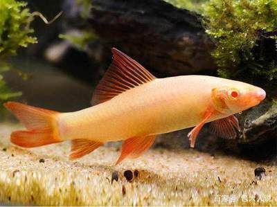 觀賞魚(yú)鯊魚(yú)種類(lèi)視頻（觀賞魚(yú)中的“鯊魚(yú)”） 觀賞魚(yú)鯊魚(yú)種類(lèi)視頻（觀賞魚(yú)中的“鯊魚(yú)”） 則道紅龍 第4張