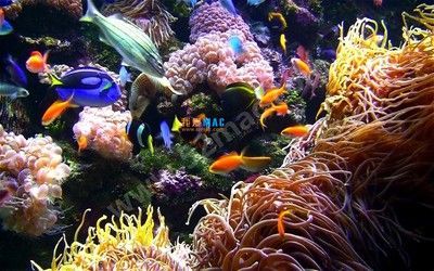 安卓水族館動態壁紙破解（安卓水族館動態壁紙）