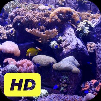 安卓水族館動態壁紙破解（安卓水族館動態壁紙）