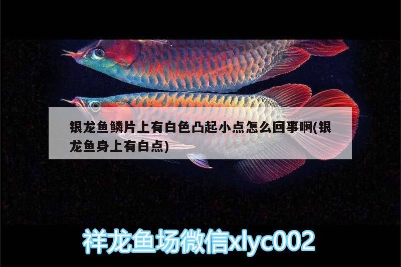 銀龍魚鱗片上有白色凸起小點怎么回事啊(銀龍魚身上有白點)