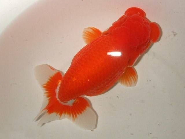 紅色的大型觀賞魚品種（紅色的觀賞魚大型觀賞魚品種之一,東星斑&nbsp）