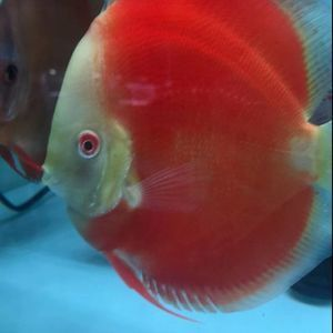 紅色的大型觀賞魚品種（紅色的觀賞魚大型觀賞魚品種之一,東星斑&nbsp）