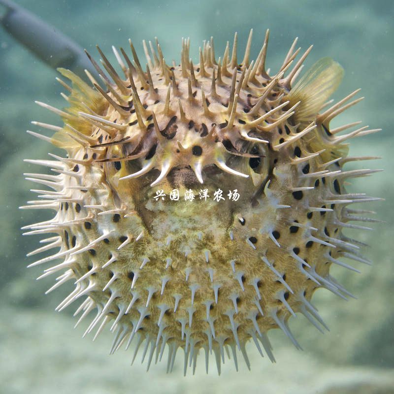 海魚(yú)活體 觀賞魚(yú)怎么養(yǎng)(海水觀賞魚(yú)的飼養(yǎng)方法) 廣州孟吉爾 第1張 海魚(yú)活體 觀賞魚(yú)怎么養(yǎng)(海水觀賞魚(yú)的飼養(yǎng)方法) 海魚(yú)活體 觀賞魚(yú)怎么養(yǎng)(海水觀賞魚(yú)的飼養(yǎng)方法) 廣州孟吉爾 第1張