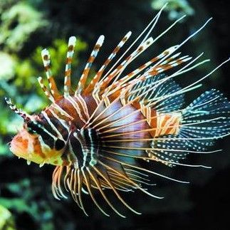 海魚(yú)活體 觀賞魚(yú)怎么養(yǎng)（海水觀賞魚(yú)的飼養(yǎng)方法） 海魚(yú)活體 觀賞魚(yú)怎么養(yǎng)（海水觀賞魚(yú)的飼養(yǎng)方法） 廣州孟吉爾 第2張
