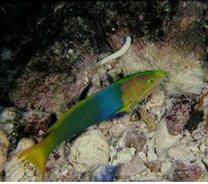 海魚(yú)活體 觀賞魚(yú)怎么養(yǎng)(海水觀賞魚(yú)的飼養(yǎng)方法) 廣州孟吉爾 第3張 海魚(yú)活體 觀賞魚(yú)怎么養(yǎng)(海水觀賞魚(yú)的飼養(yǎng)方法) 海魚(yú)活體 觀賞魚(yú)怎么養(yǎng)(海水觀賞魚(yú)的飼養(yǎng)方法) 廣州孟吉爾 第3張