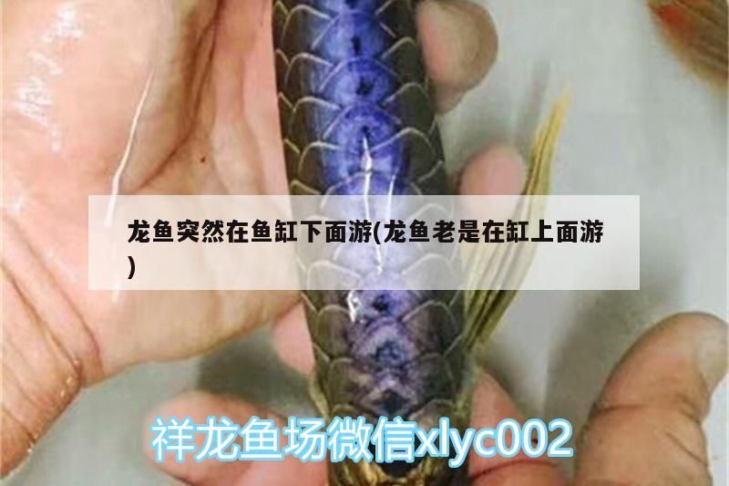 長春市哪里賣魚缸便宜好用（長春哪里賣水缸）