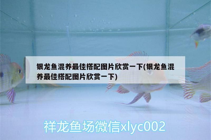 銀龍魚混養最佳搭配圖片欣賞一下(銀龍魚混養最佳搭配圖片欣賞一下)