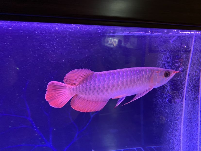新上的大湖紅龍魚請大伙給說說品質