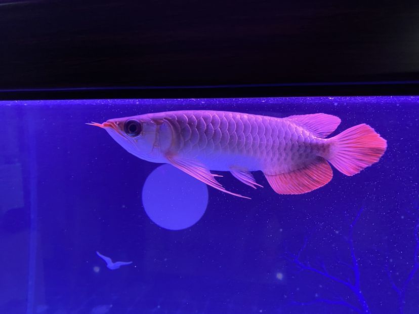 新上的大湖紅龍魚請大伙給說說品質