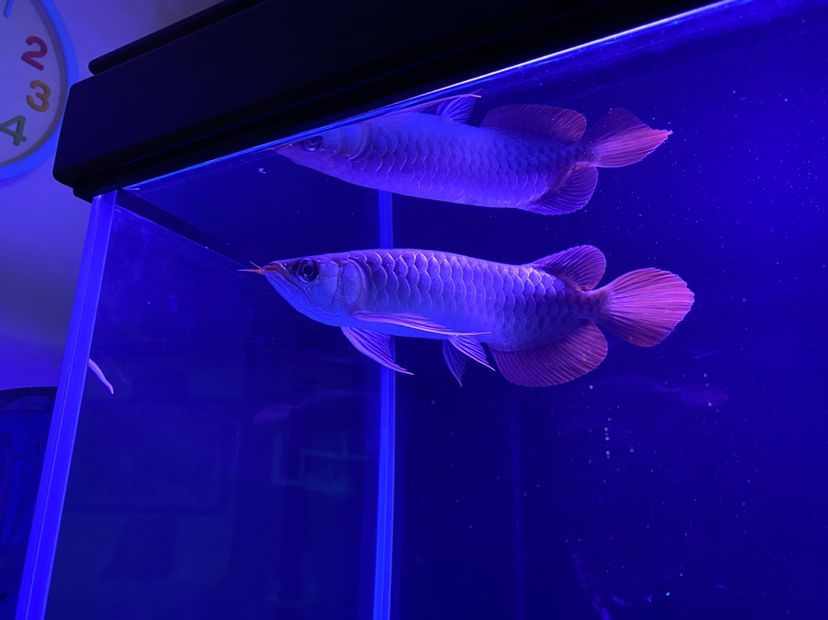 新上的大湖紅龍魚請大伙給說說品質