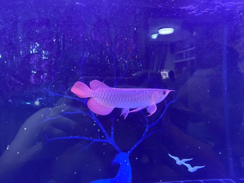 新上的大湖紅龍魚請大伙給說說品質