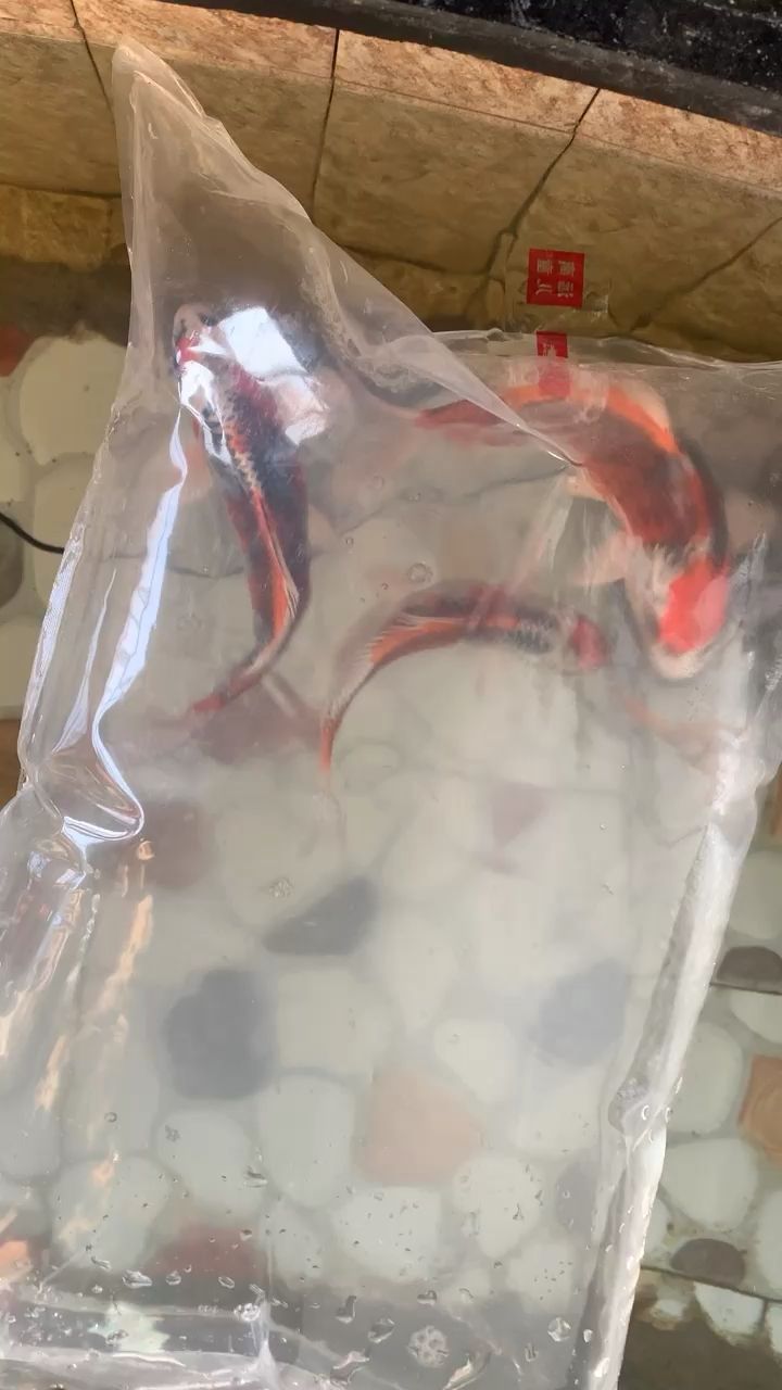 家裝魚缸設計效果圖大全（ 家裝魚缸設計效果圖大全集）