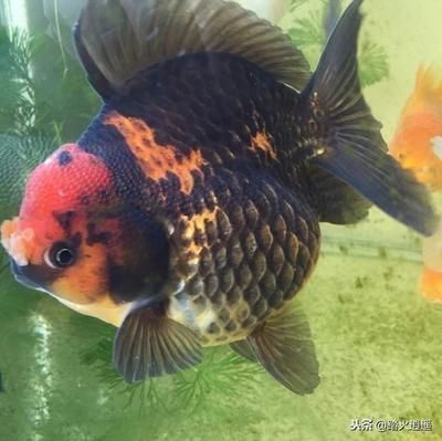 觀賞魚是什么（關于觀賞魚的知識） 觀賞魚是什么（關于觀賞魚的知識） 貝因美 第4張