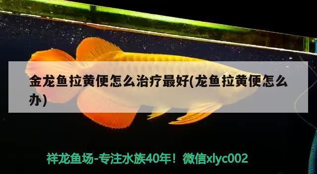金龍魚拉黃便怎么治療最好(龍魚拉黃便怎么辦)