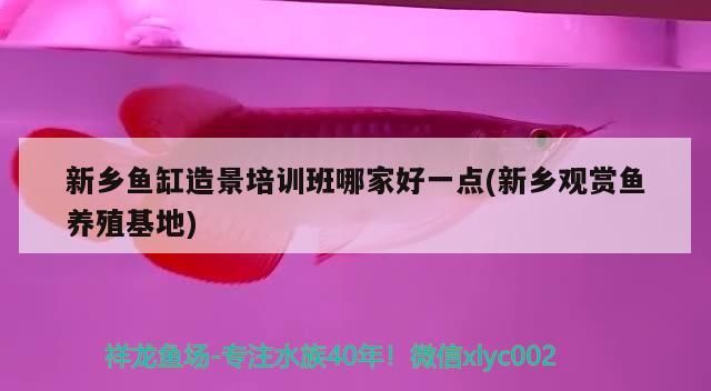 新鄉(xiāng)魚(yú)缸造景培訓(xùn)班哪家好一點(diǎn)(新鄉(xiāng)觀賞魚(yú)養(yǎng)殖基地)