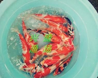 半斤草魚苗價格（半斤（約250克）的草魚苗價格是多少？）