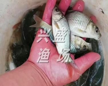 半斤草魚苗價格（半斤（約250克）的草魚苗價格是多少？） 半斤草魚苗價格（半斤（約250克）的草魚苗價格是多少？） 仟湖 第4張