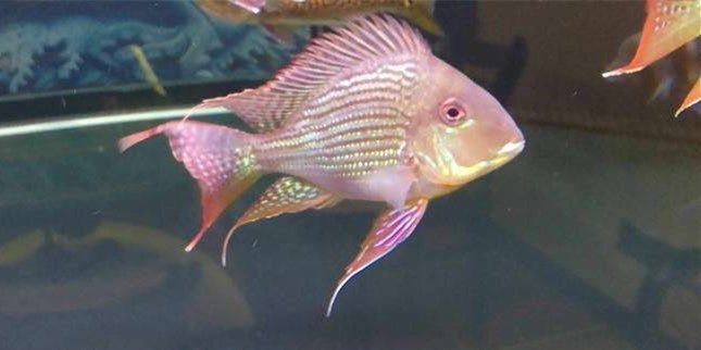 國產元寶鳳凰魚對比進口元寶鳳凰魚遜色很多：元寶鳳凰魚對比進口元寶鳳凰魚遜色很多
