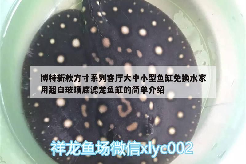 博特新款方寸系列客廳大中小型魚缸免換水家用超白玻璃底濾龍魚缸的簡單介紹