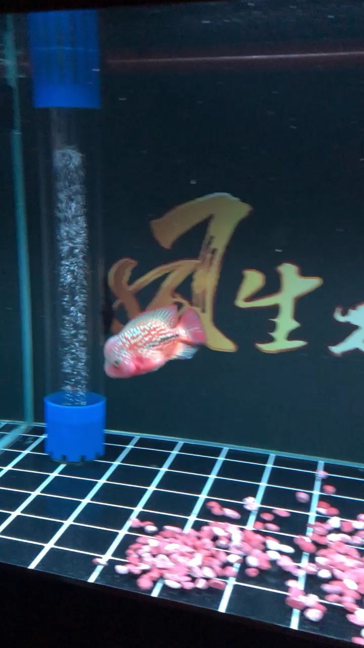 金龍魚(yú)的簡(jiǎn)介怎么寫(xiě)好看（金龍魚(yú)描述）