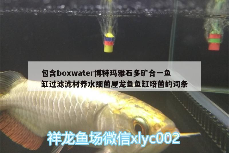 包含boxwater博特瑪雅石多礦合一魚缸過濾濾材養水細菌屋龍魚魚缸培菌的詞條
