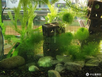 龍魚缸怎樣除藻視頻教程，龍魚缸中的藻類生長(zhǎng)是常見(jiàn)的問(wèn)題，如何自制龍魚缸除藻劑