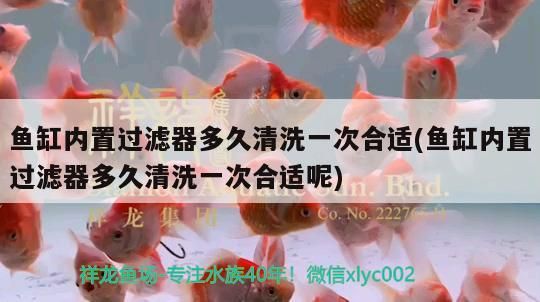 魚缸內置過濾器多久清洗一次合適(魚缸內置過濾器多久清洗一次合適呢)