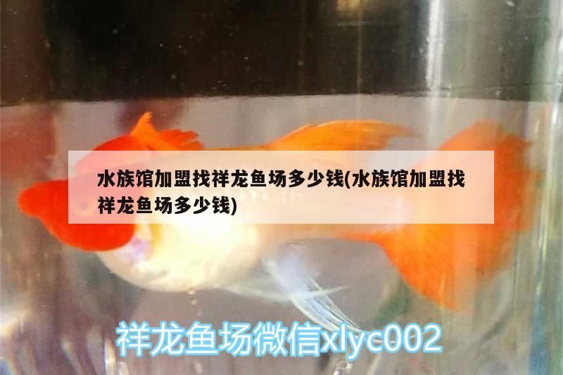 水族館加盟找祥龍魚場多少錢(水族館加盟找祥龍魚場多少錢)