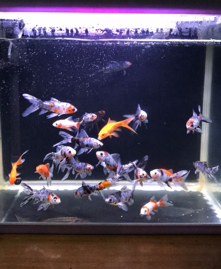 最好養的魚