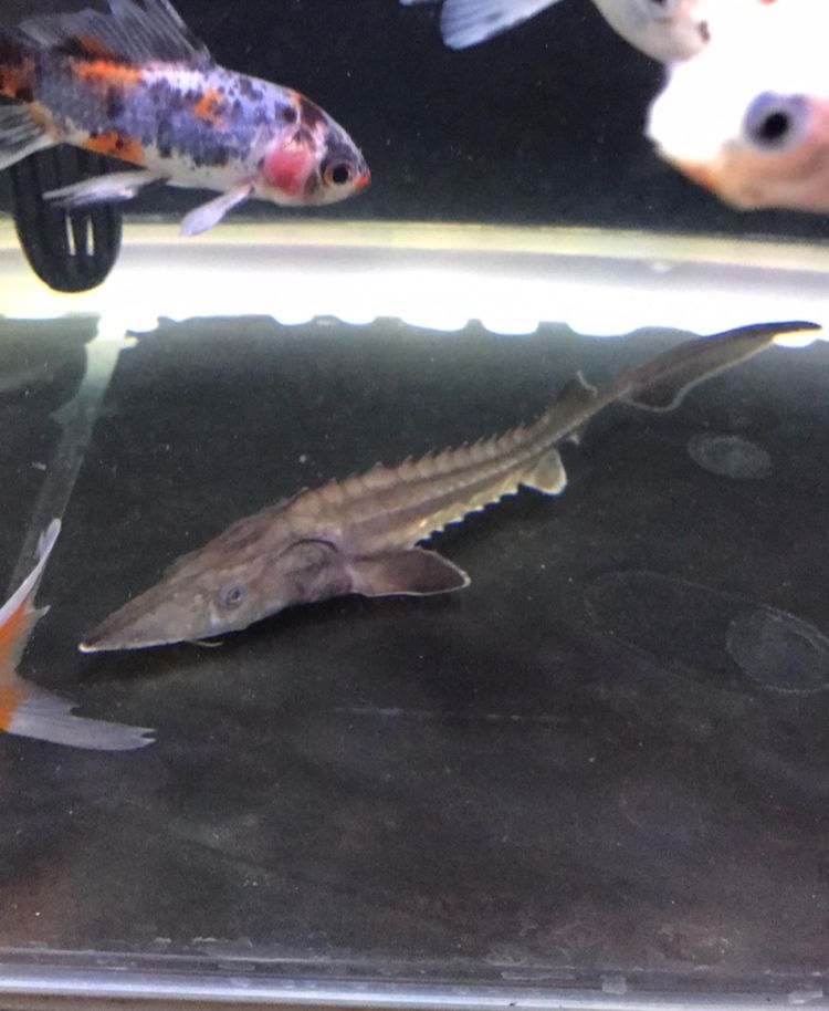 最好養的魚
