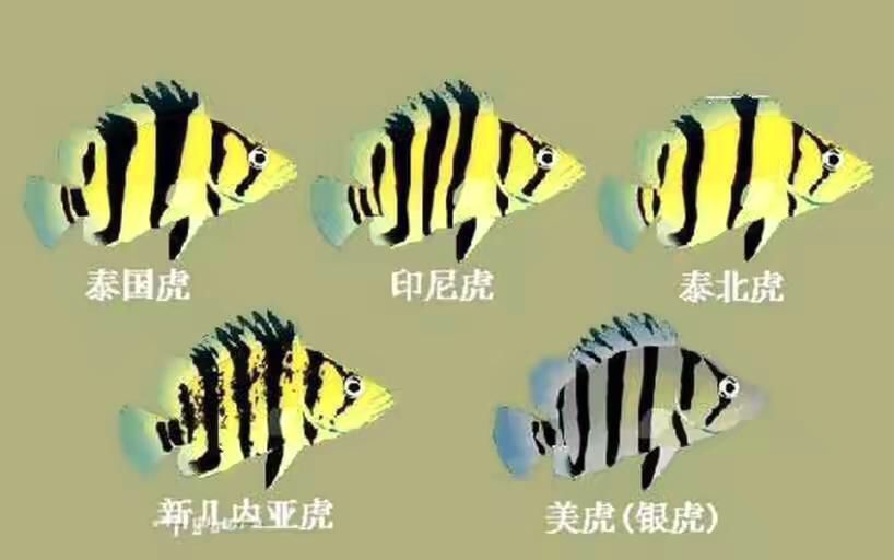 印尼虎跟泰虎區別：泰國虎和印尼虎的區別