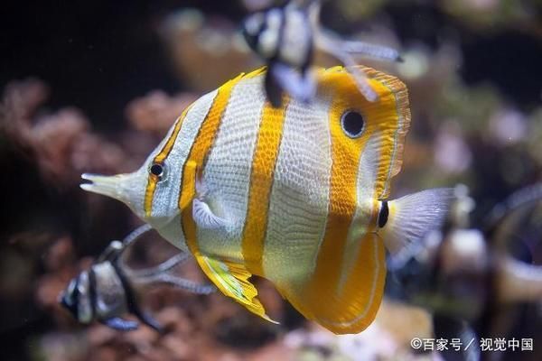 熱帶魚(yú)適宜水溫范圍，熱帶魚(yú)水溫調(diào)節(jié)技巧，熱帶魚(yú)冬季保溫方法