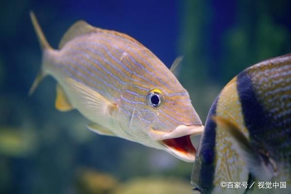 熱帶魚(yú)適宜水溫范圍，熱帶魚(yú)水溫調(diào)節(jié)技巧，熱帶魚(yú)冬季保溫方法