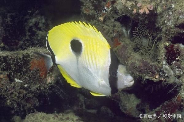 熱帶魚(yú)適宜水溫范圍，熱帶魚(yú)水溫調(diào)節(jié)技巧，熱帶魚(yú)冬季保溫方法