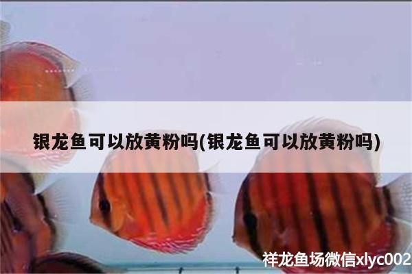銀龍魚可以放黃粉嗎(銀龍魚可以放黃粉嗎)